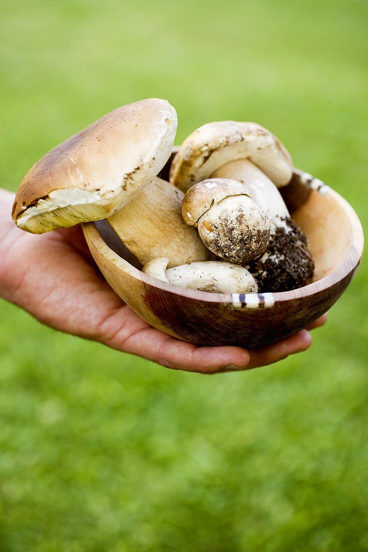 Hand holding a bowl containing four ceps