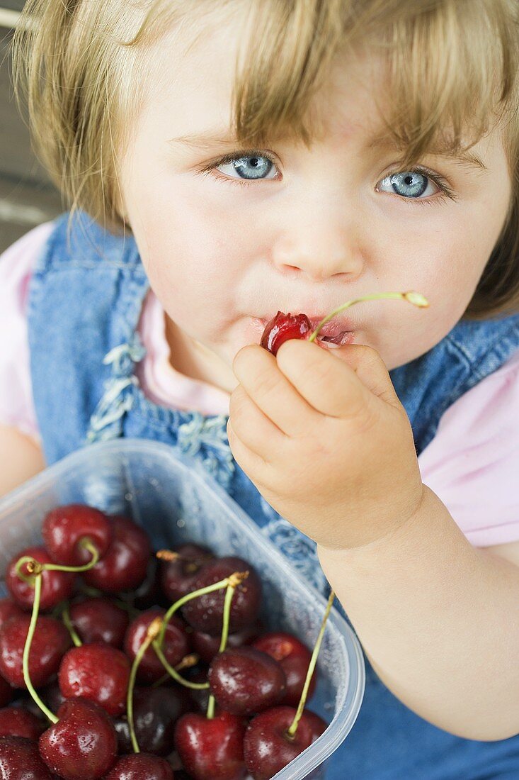 Small girl eating cherries