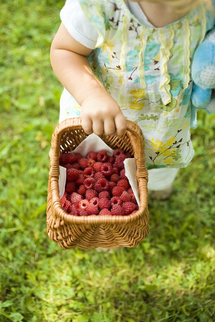 Child holding a basket of fresh raspberries