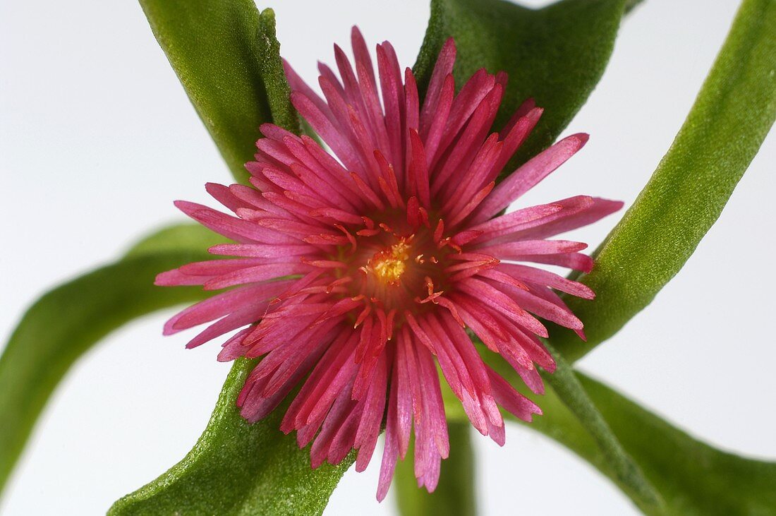 Ice plant flower