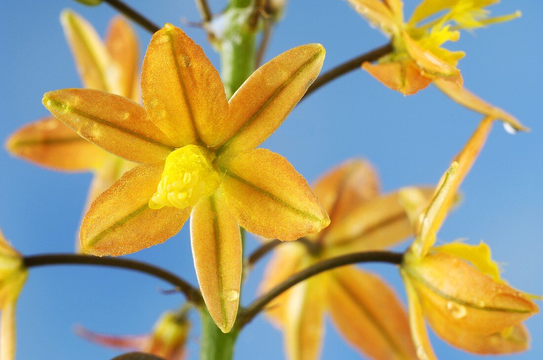 Blüten der Katzenschwanzpflanze (Bulbine frutescens)