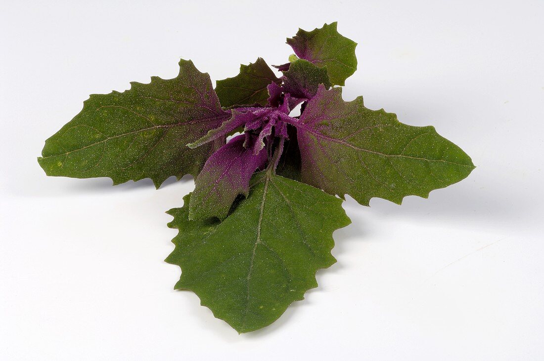 Tree spinach (Chenopodium giganteum)