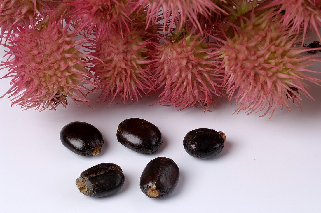 Rizinus-Früchte und Samen