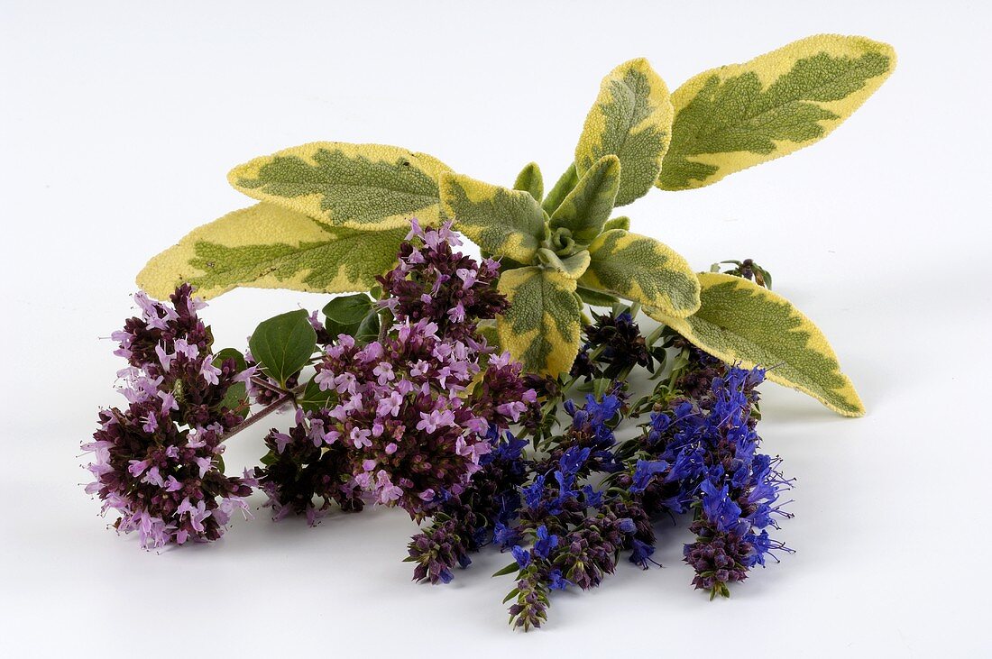 Oregano, lavender and sage