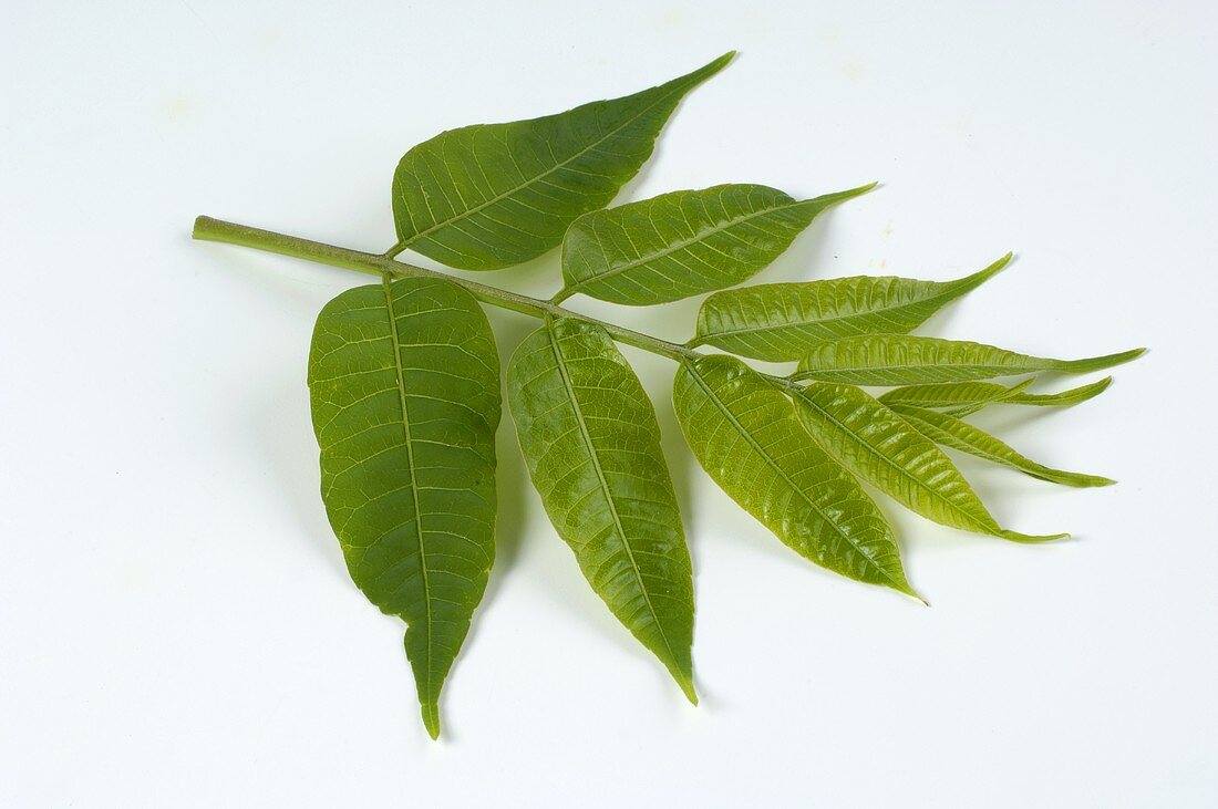 Chinesischer Gemüsebaum (Toona sinensis)