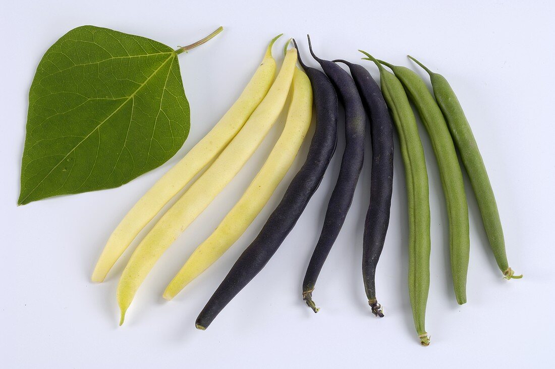 Three different types of French beans