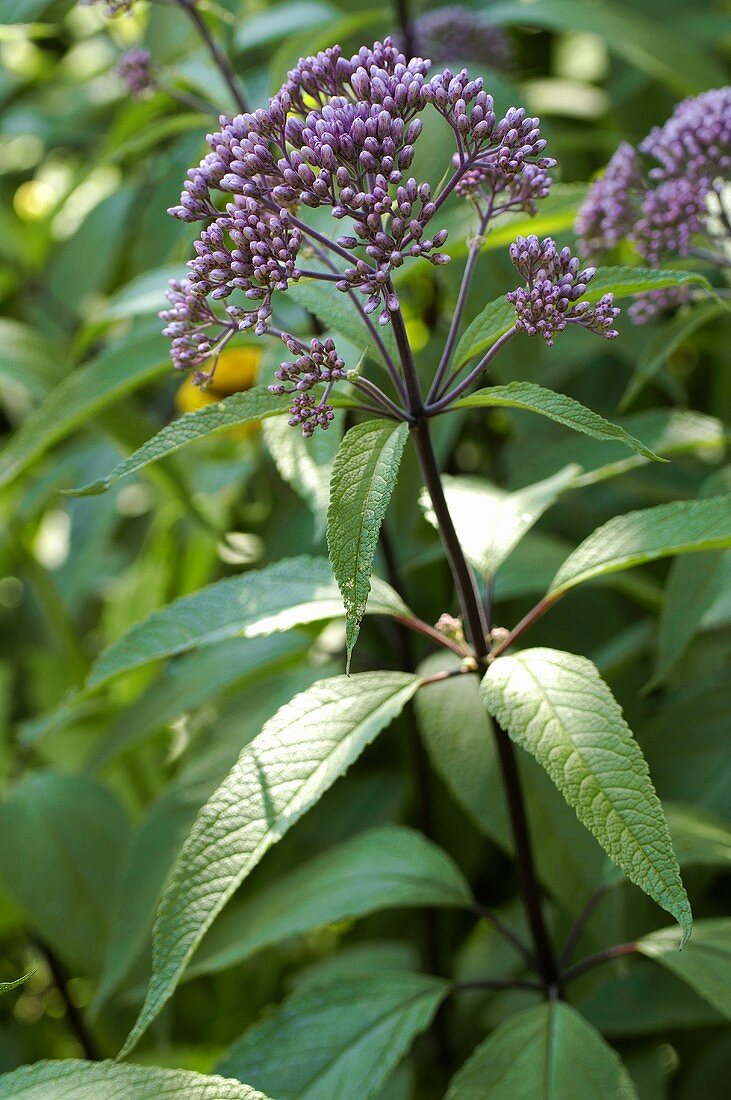 Joe Pye weed (Eupatorium purpureum)