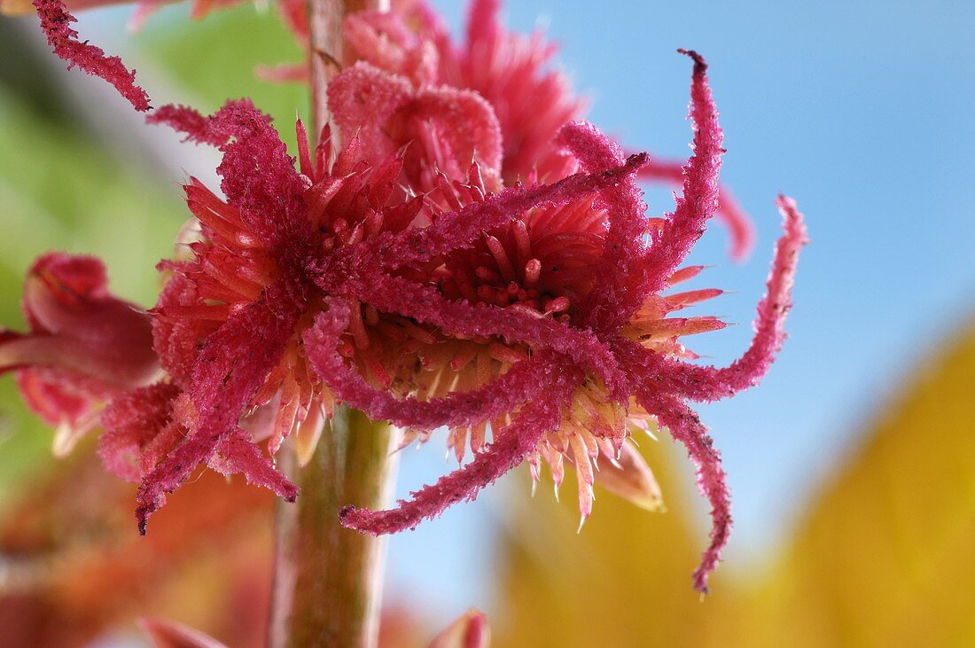 Ricinus plant