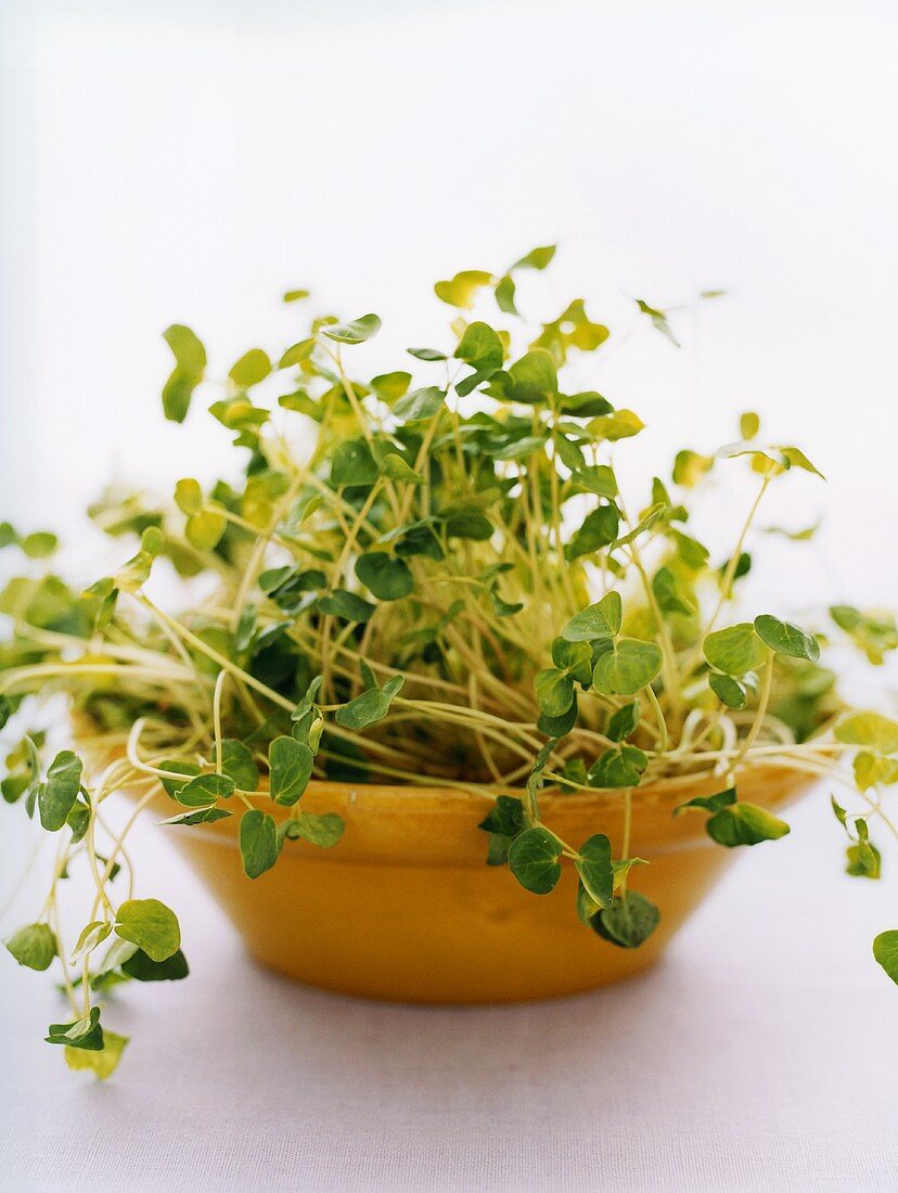 Young watercress in a bowl
