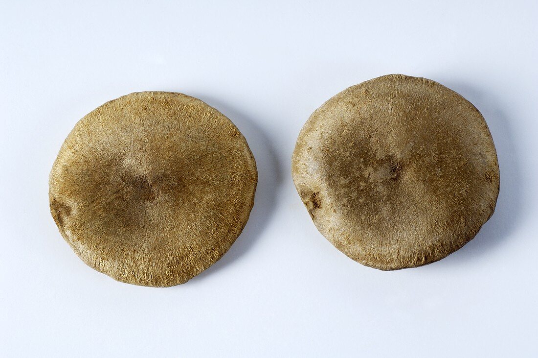 Two nux vomica nuts (Strychnos nux-vomica)