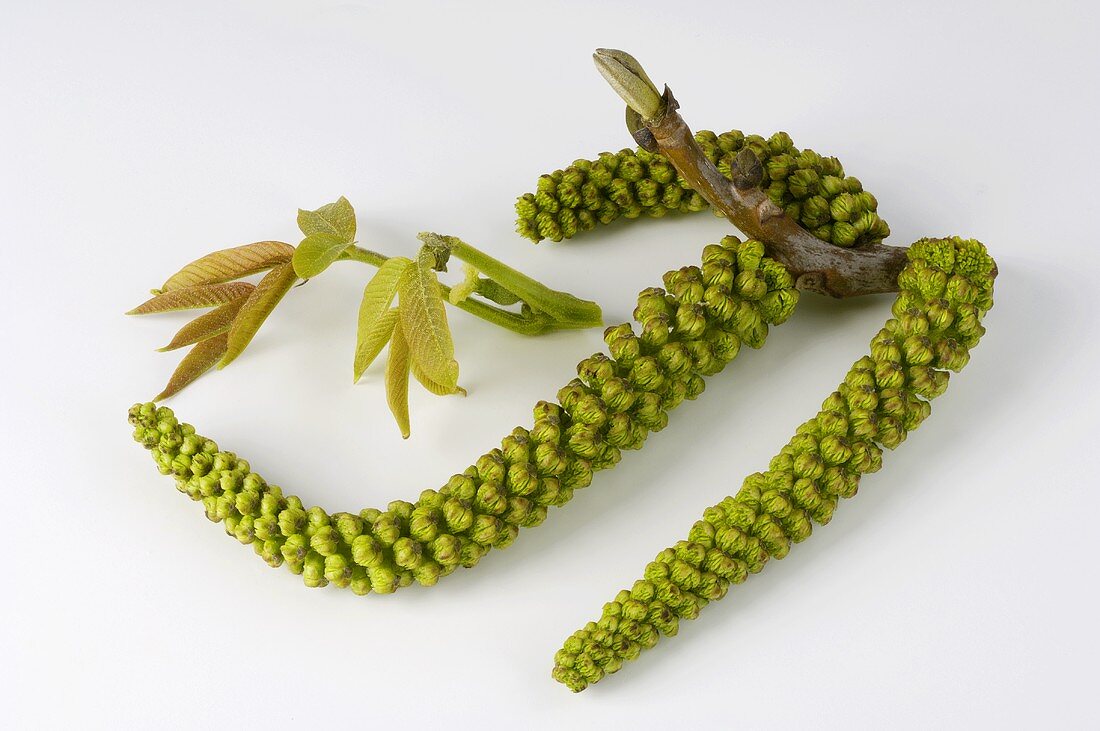 Walnut blossom