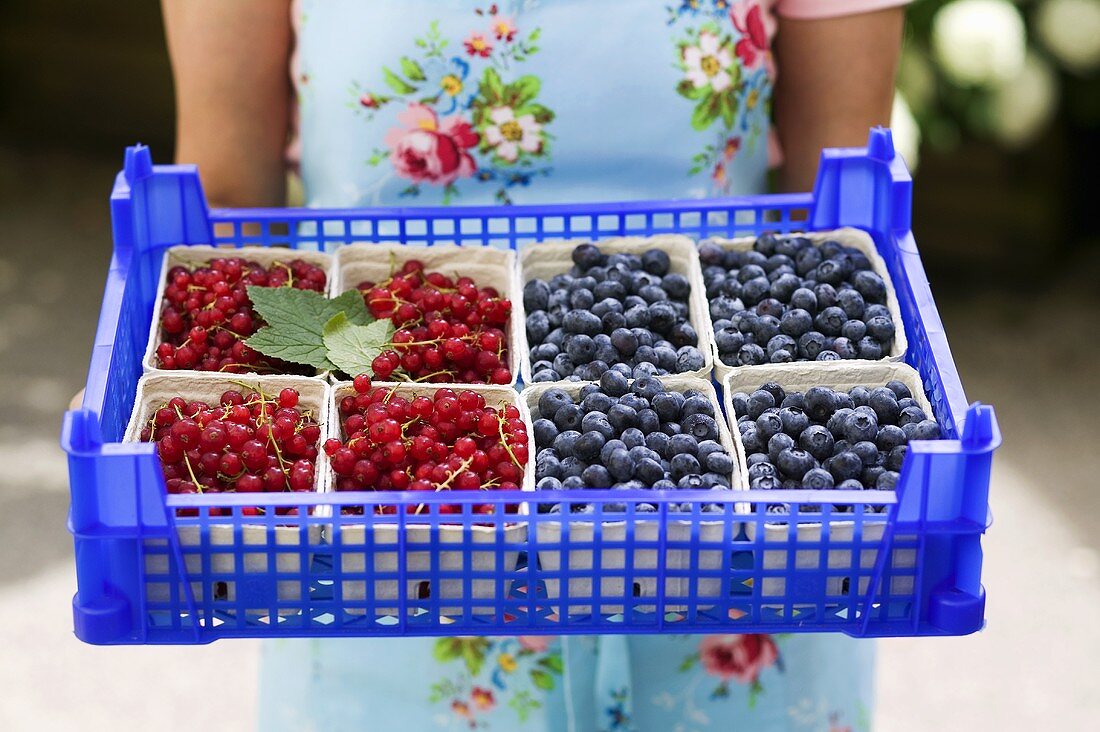 Eine Kiste mit frische Johannisbeeren und Heidelbeeren