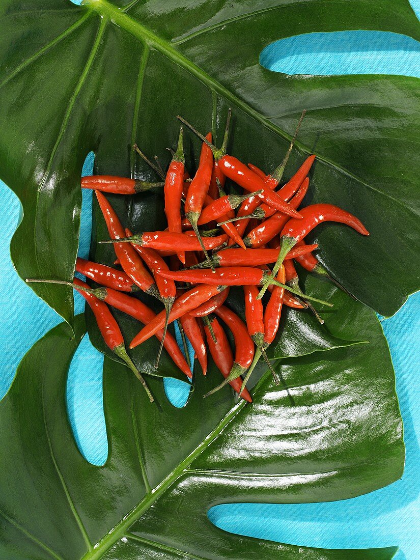 Rote Thai-Chilis