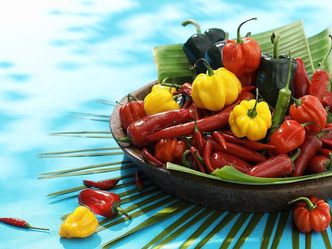 Viele verschiedene Chilis in einer Schüssel