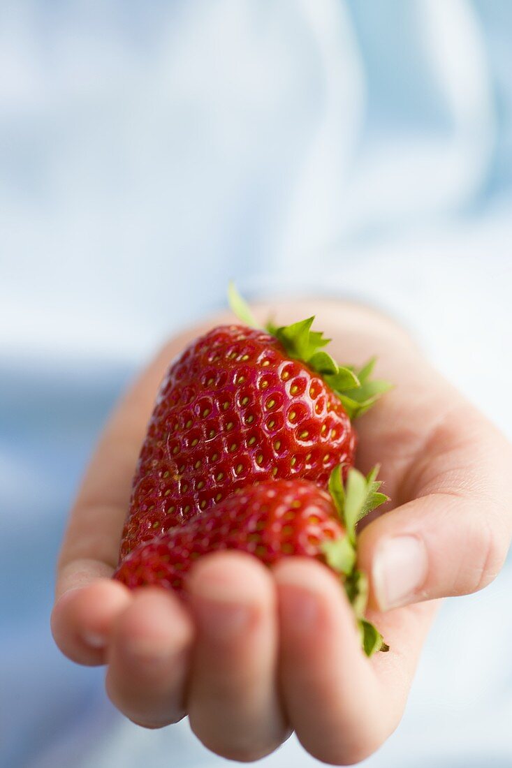 Eine Kinderhand hält zwei frische Erdbeeren
