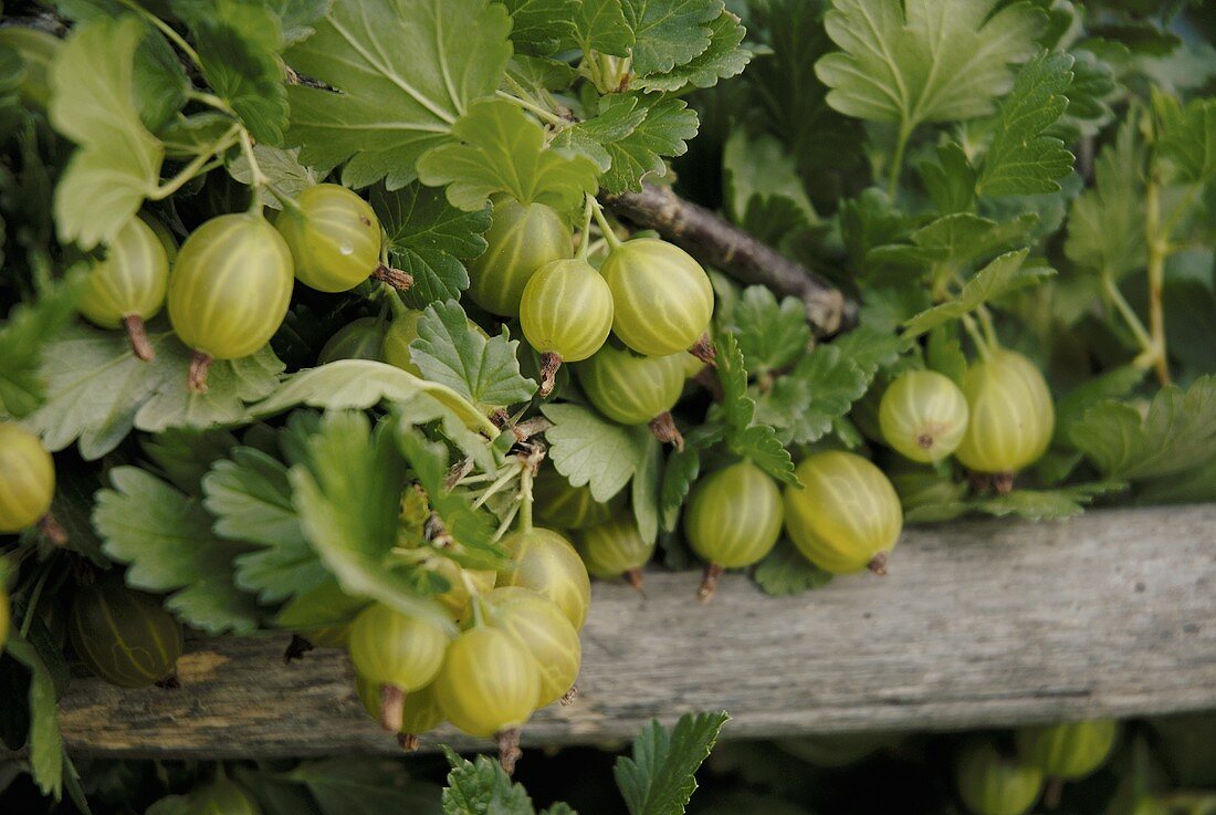 Stachelbeeren am Strauch