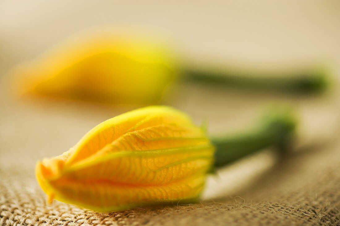 Two courgette flowers on a jute sack