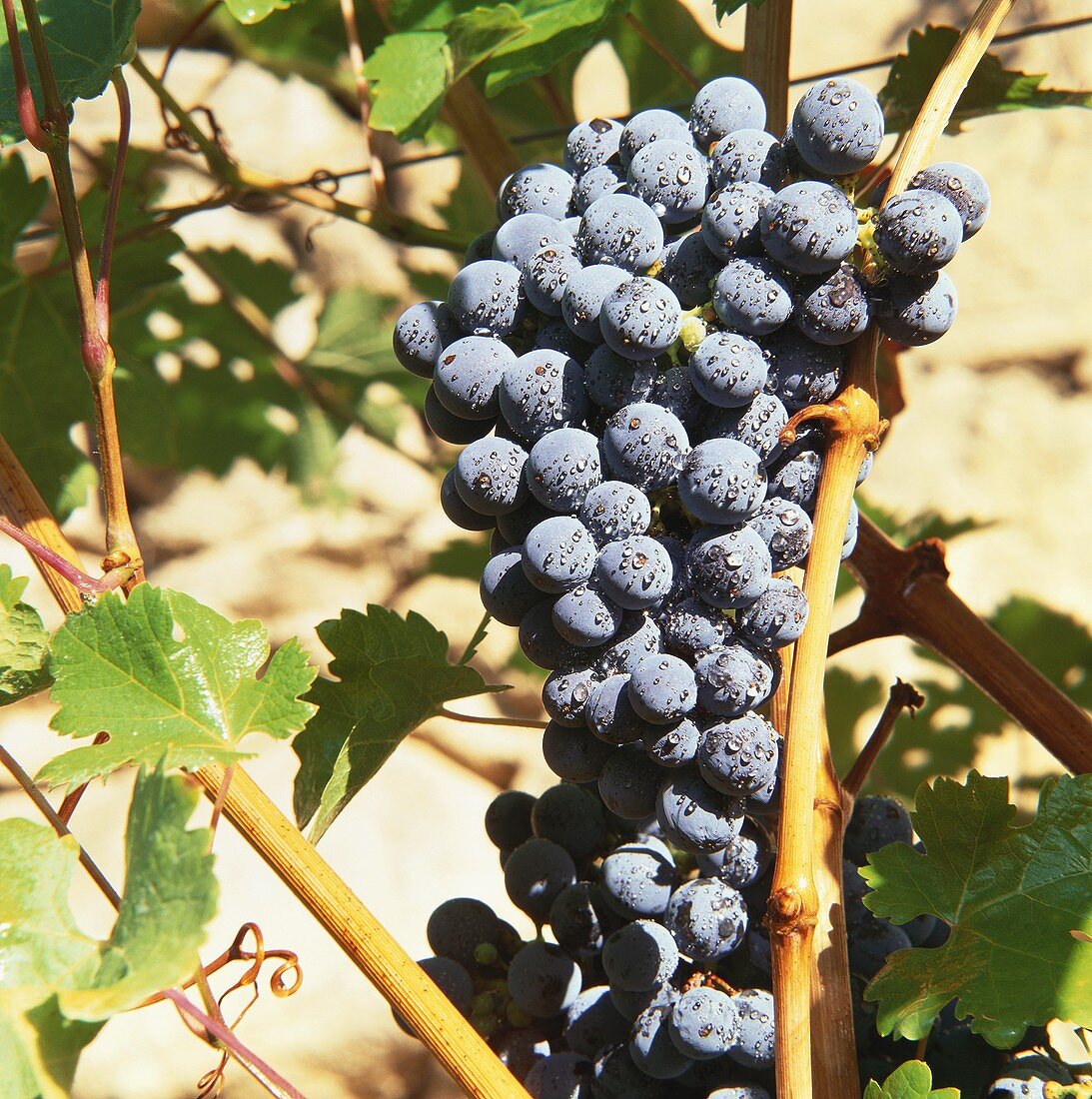 Cabernet grapes in vineyard, Meran, S. Tyrol