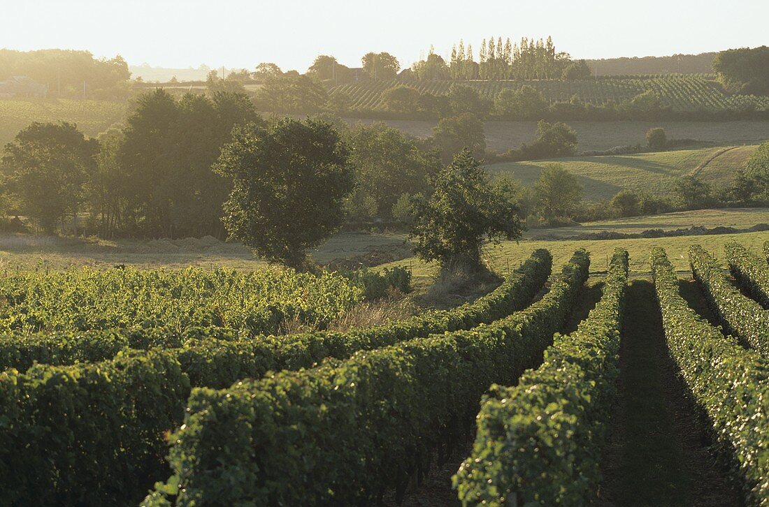 Vineyard in St. Lambert du Lattay in western Loire Valley