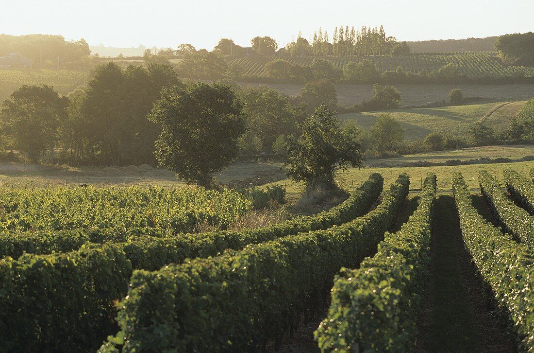 Weinberg in St. Lambert du Lattay im westlichen Loire-Tal