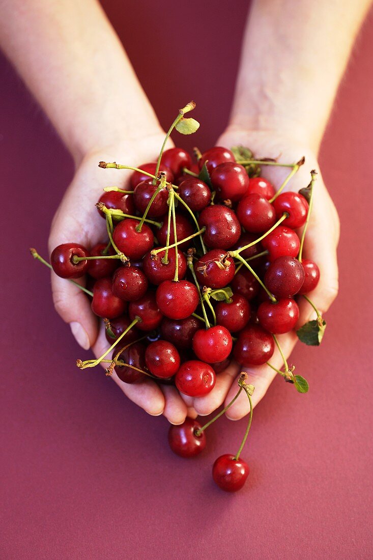 Two hands holding sour cherries