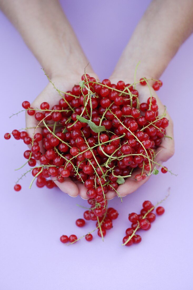 Two hands holding redcurrants