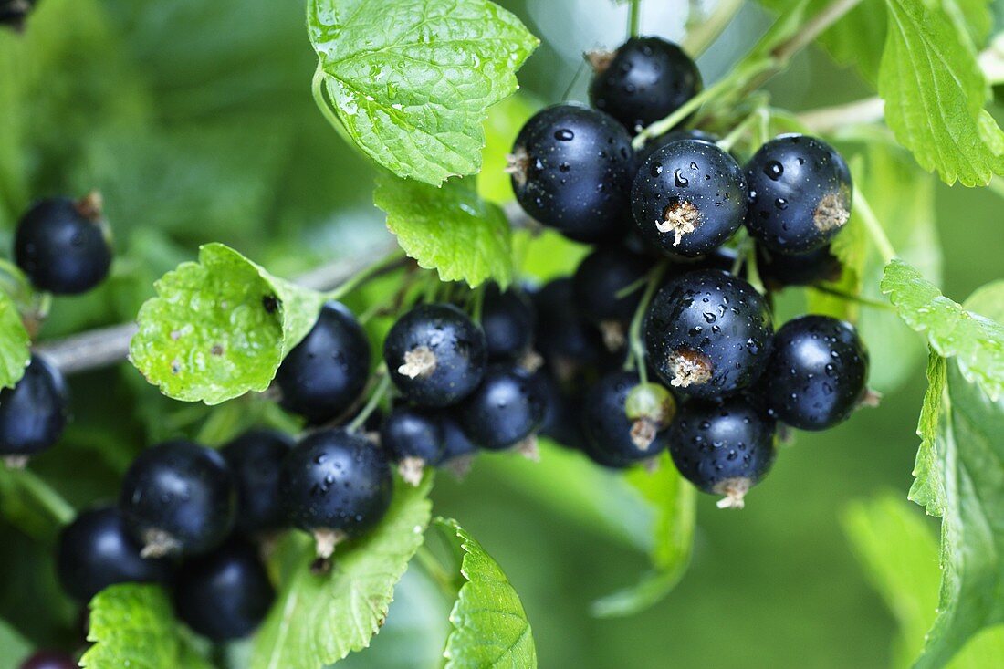 Schwarze Johannisbeeren am Strauch