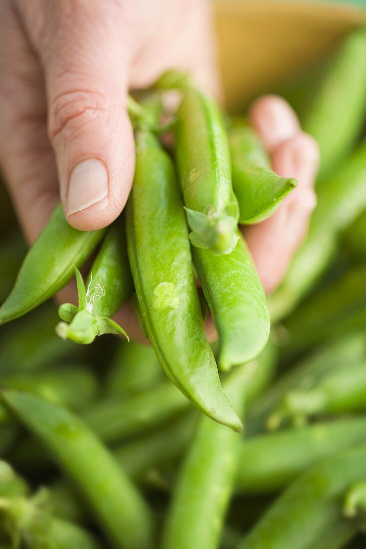 Pea pods in someone's hand