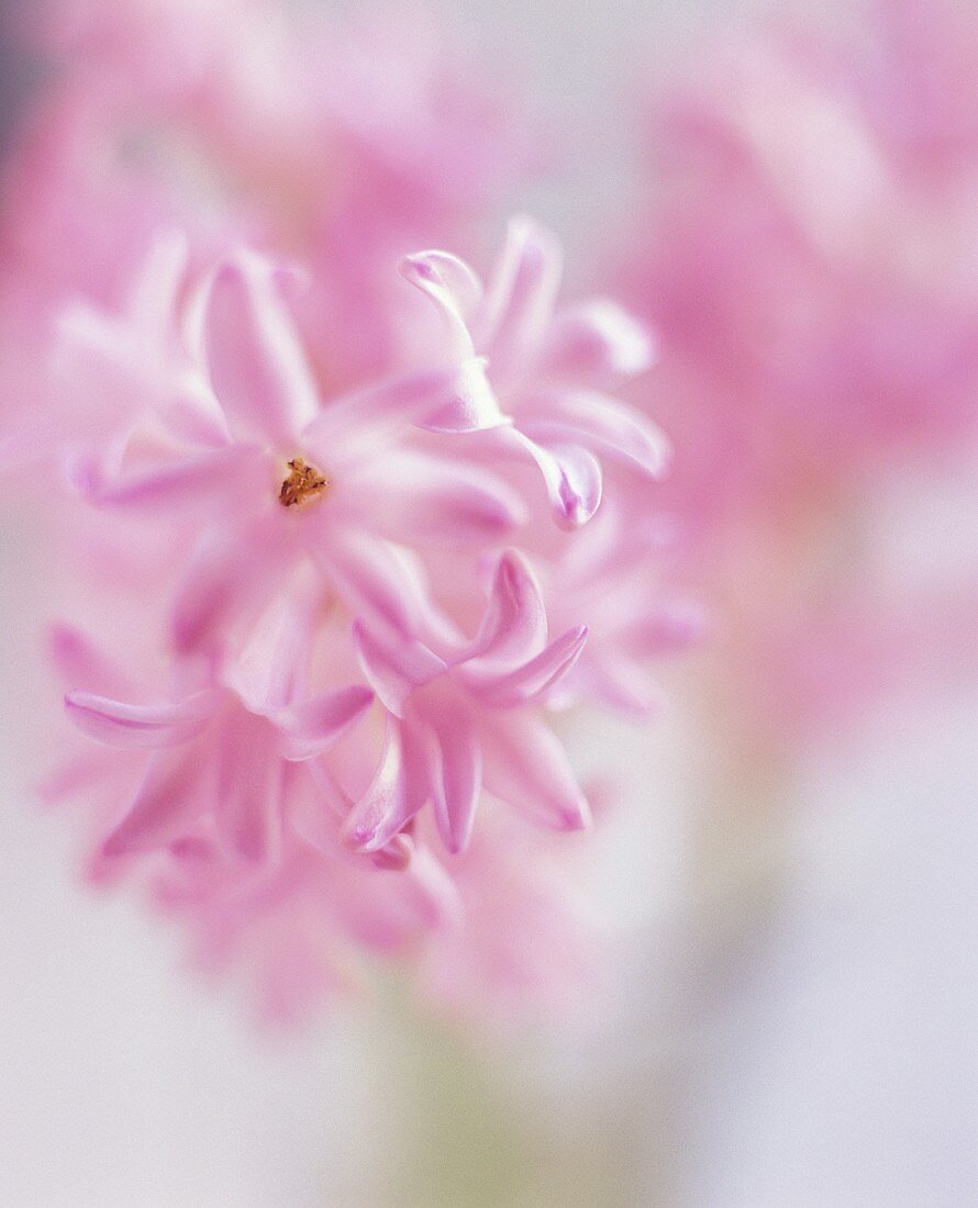 Pink hyacinth flower