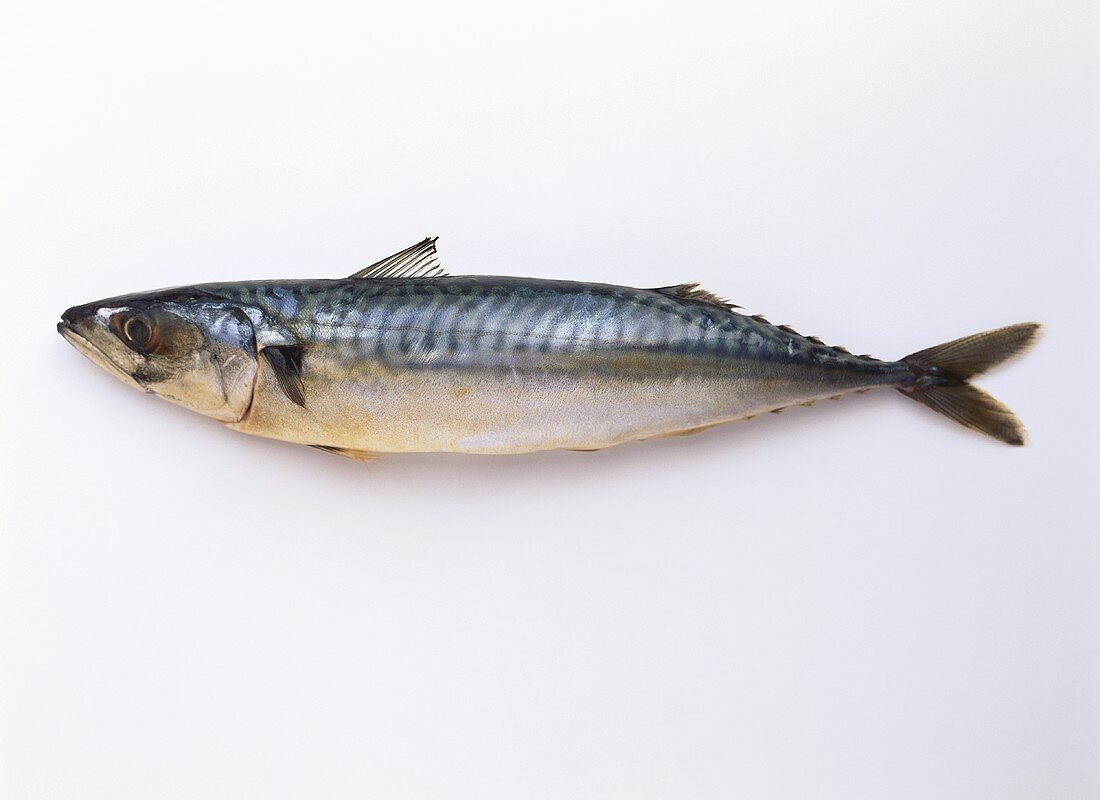 A mackerel