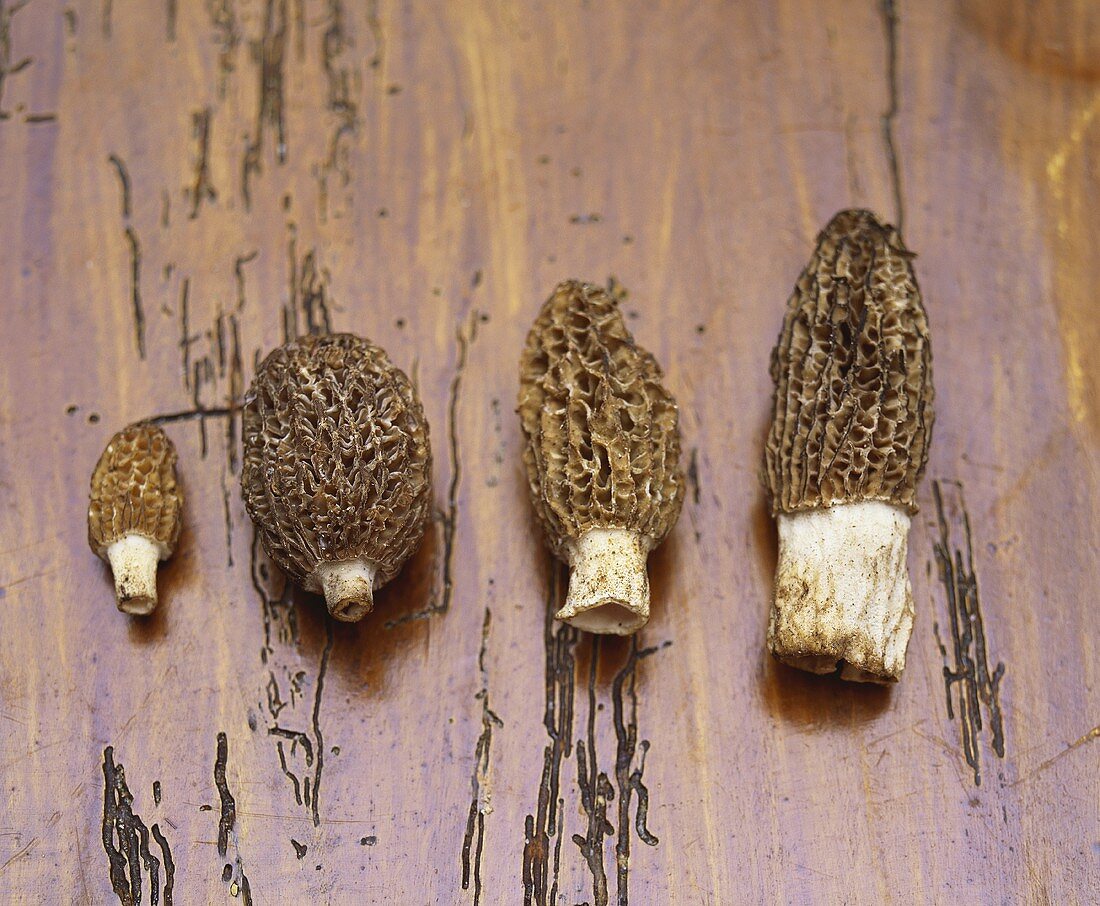 Four morels on wooden background