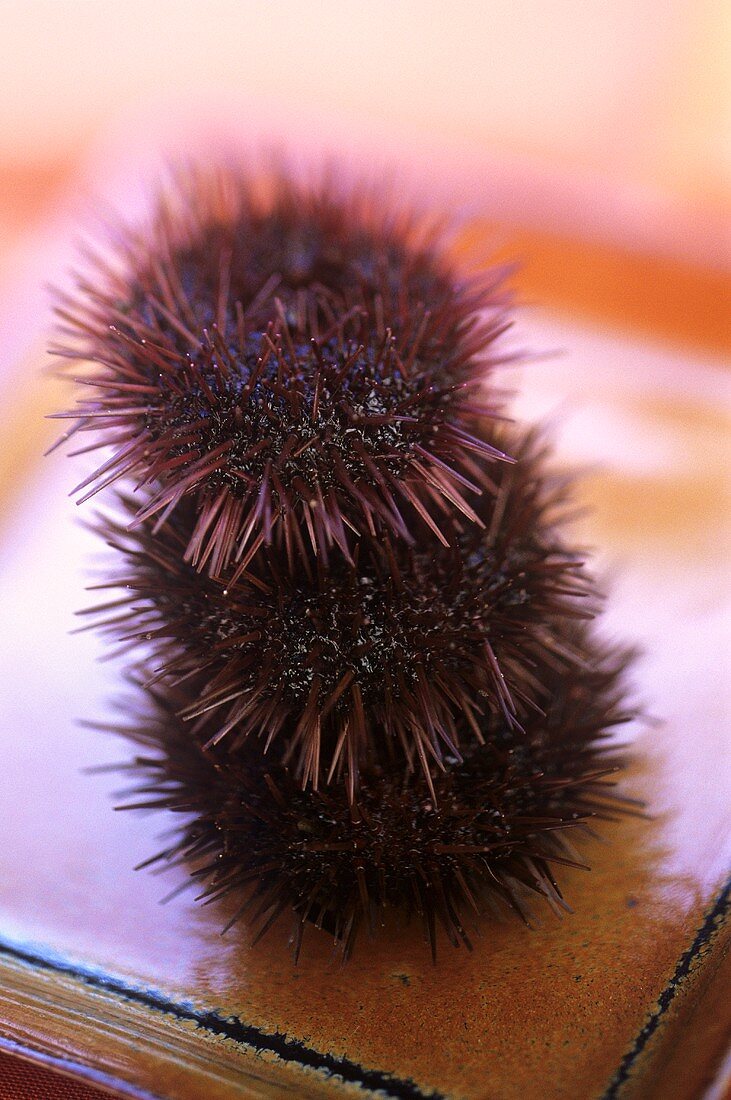 Three sea urchins