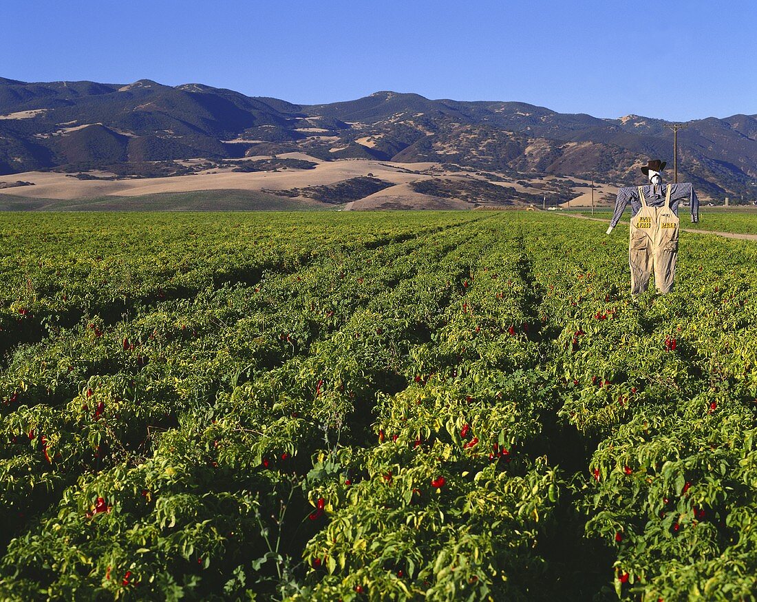 Red peppers in the field