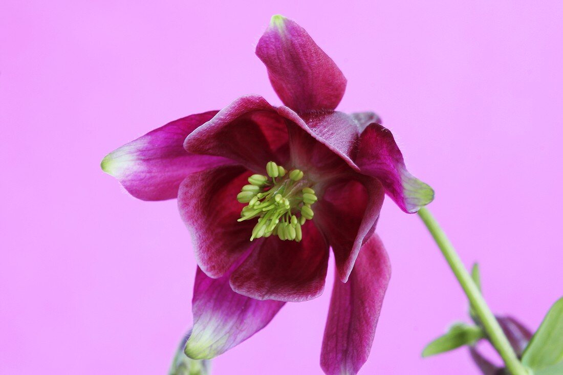 Aquilegia