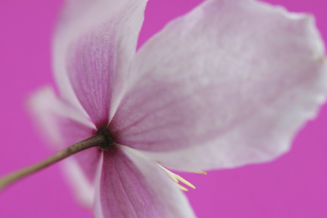 Clematis (back view)