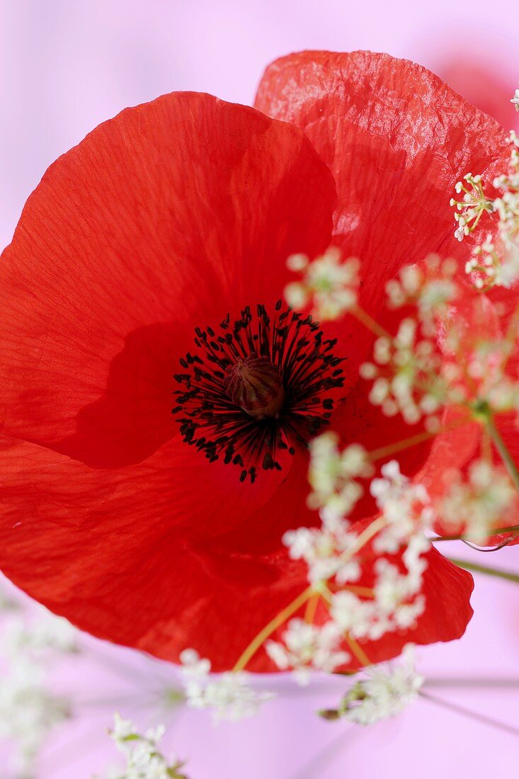 A poppy and flowering chervil