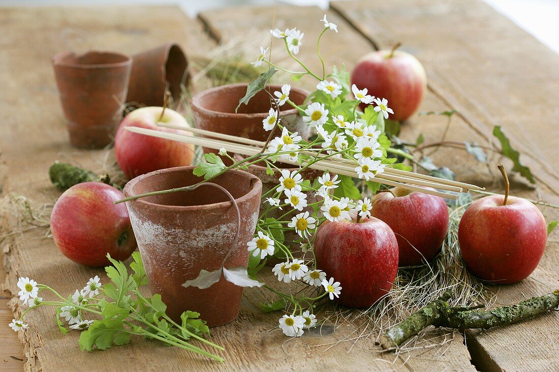 Terracotta pots, apples and chamomile on a wooden table