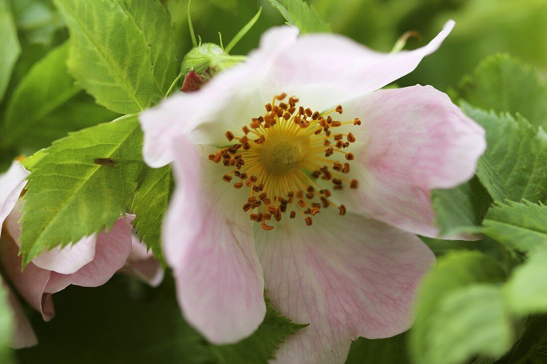 Hagebuttenblüte am Strauch