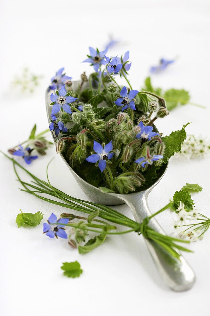 Small scoop filled with borage flowers
