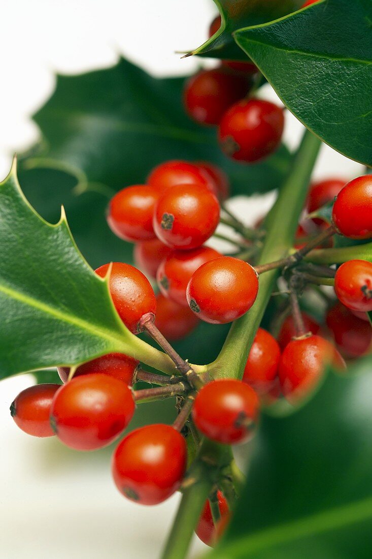 Beeren der Stechpalme am Zweig