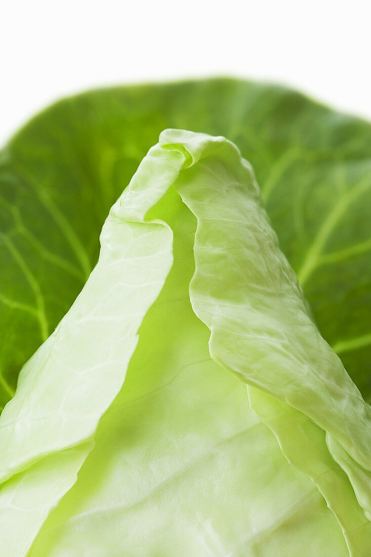 Pointed cabbage