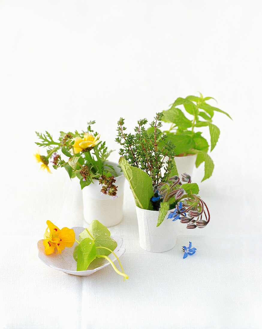 Assorted herbs in small vases