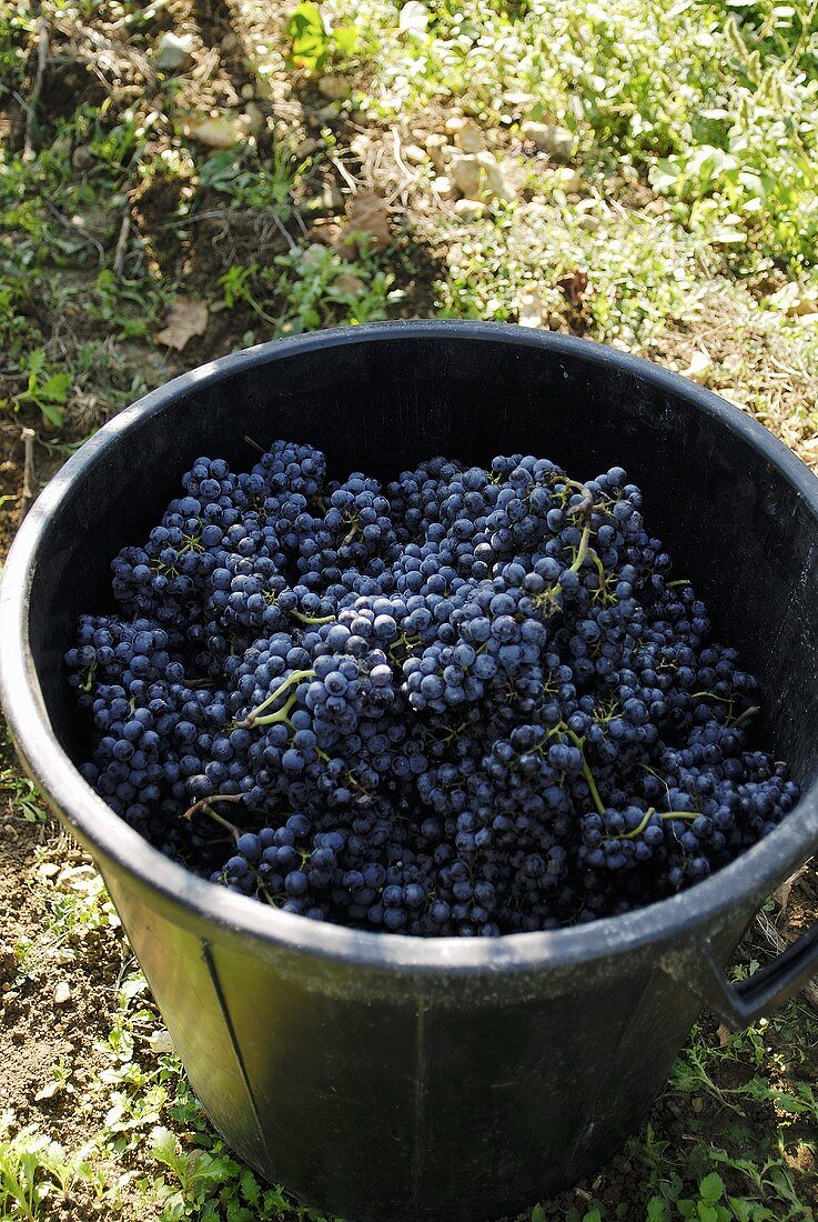Merlot-Weintrauben in einem Eimer (Frankreich)