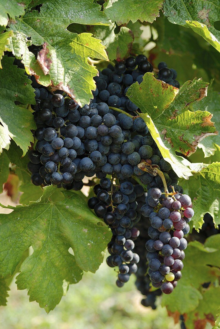 Merlot grapes on the vine (France)