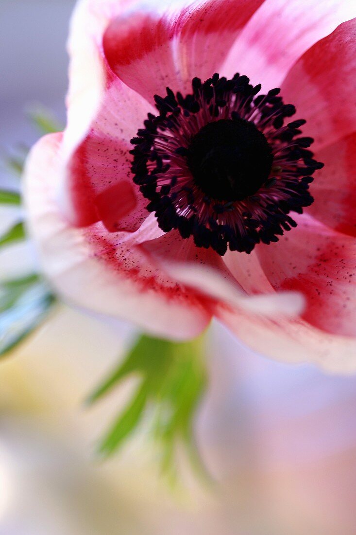 Eine Anemone