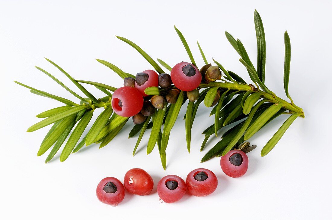 Yew sprig with fruits (Taxus baccata)