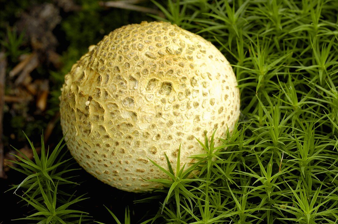 Common earthball (Scleroderma citrinum)