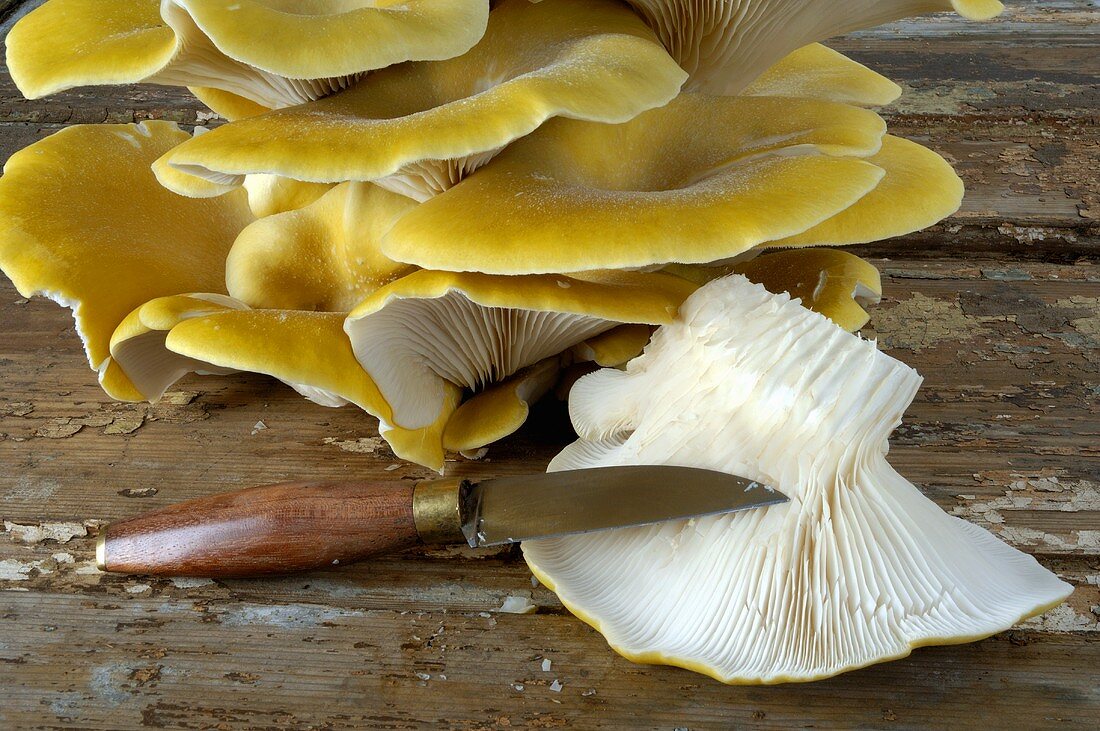 Branched oyster mushrooms with knife
