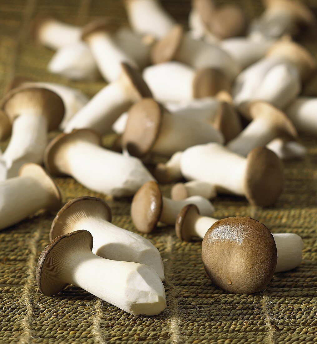 Austernpilze der Sorte 'King Oyster Mushrooms'