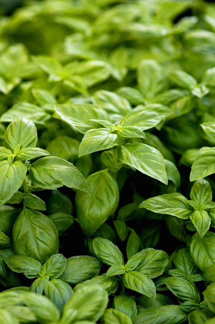 Fresh basil